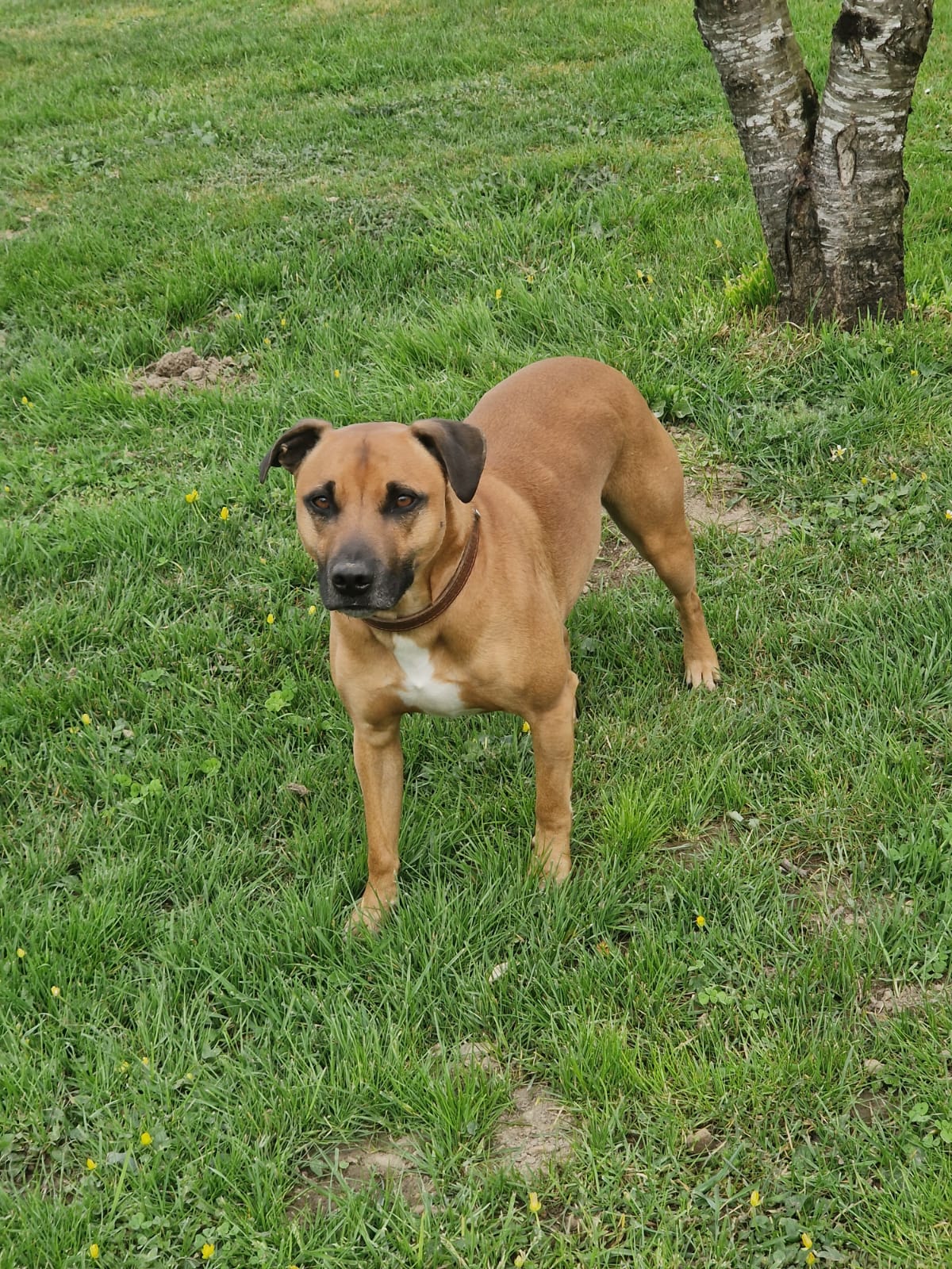 Service de passage à domicile pour animaux